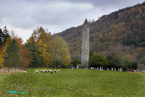 Grazing sheep under the roundtower Glendalough