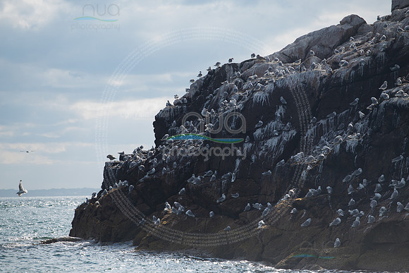 Bird life on Rockabill Rock