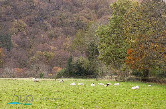Flock of sheep resting Wicklow mountains