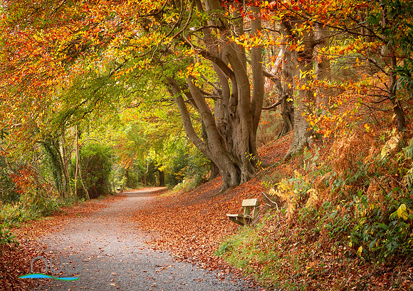 Autumn Colour Castlewellan  Forest Park