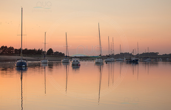 Rogerstown Rush at Sunset 90
