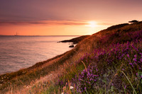 Blooming heather on Howth Head