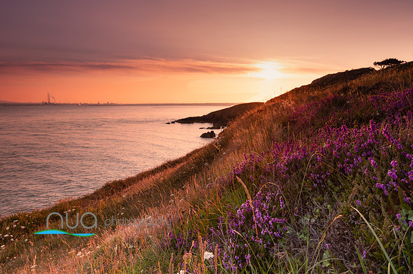 Blooming heather on Howth Head