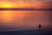 Sutton Swimmer
