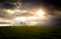 Fairy tree Knockbridge Louth Ireland
