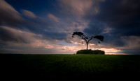 The Fairy Tree Knockbridge