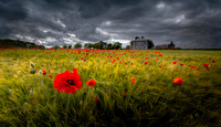 Poppies in the Wheat Field
