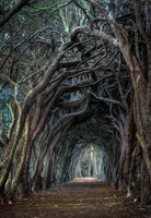 A Mysterious Walk