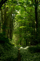 Woodland Tintern abbey Wexford