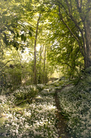 Tintern Abbey woodland wexford