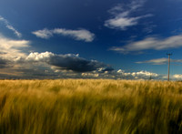 Wheat fields swaying in the breeze Wexford Ireland