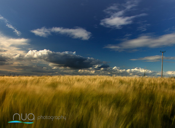 Wheat fields swaying in the breeze Wexford Ireland