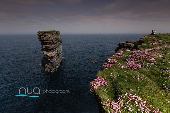 Watching Birdlife on Dun Briste Sea stack