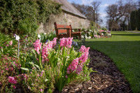 Spring Planting Ardgillan perenial wall garden