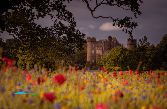 Malahide castle wild flowers