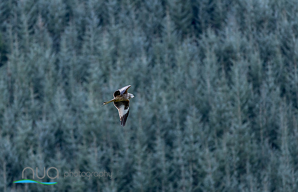 Red Kite
