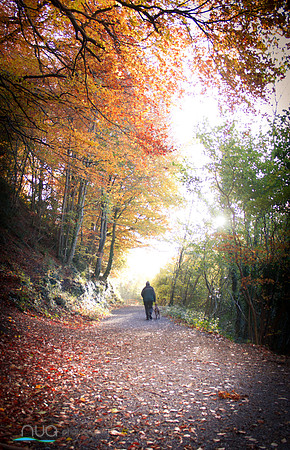 Dog walker in Autumn Forest
